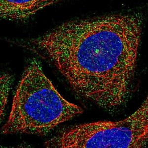Anti-VSIG10 antibody produced in rabbit 