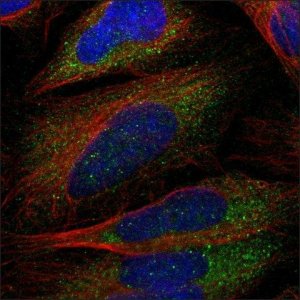 Anti-VSIG10 antibody produced in rabbit HPA014526-100UL