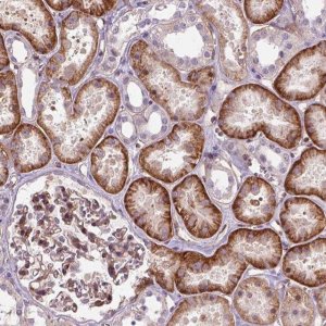 Anti-VSTM5 antibody produced in rabbit 