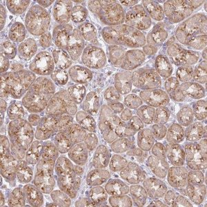 Anti-VTI1A antibody produced in rabbit 