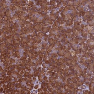 Anti-VWA3A antibody produced in rabbit 