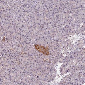 Anti-VWA5B2 antibody produced in rabbit 