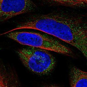 Anti-VWA8 antibody produced in rabbit 