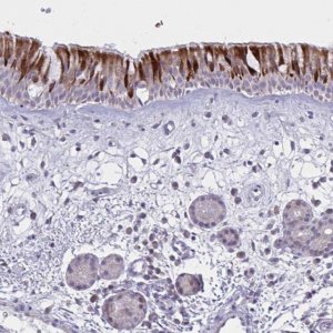 Anti-VWC2 antibody produced in rabbit 