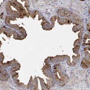 Anti-WDFY1 antibody produced in rabbit 