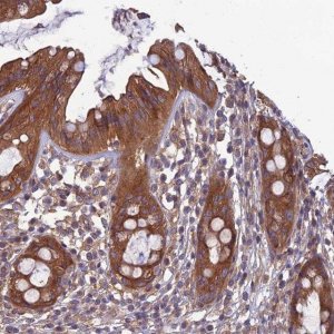 Anti-WDR24 antibody produced in rabbit 