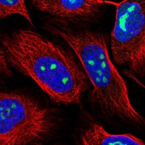 Anti-WDR3 antibody produced in rabbit 
