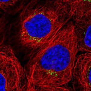 Anti-WDR44 antibody produced in rabbit 