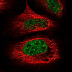Anti-WDR92 antibody produced in rabbit 