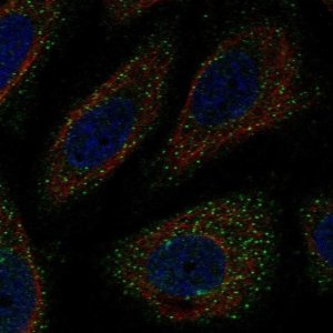 Anti-WNK3 antibody produced in rabbit 