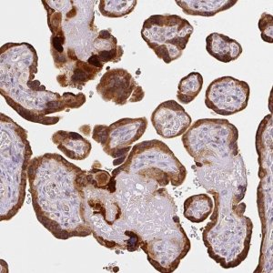 Anti-XAGE2 antibody produced in rabbit 
