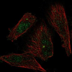 Anti-XDH antibody produced in rabbit 