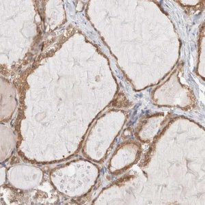 Anti-XKR4 antibody produced in rabbit 
