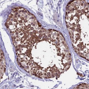 Anti-XKR7 antibody produced in rabbit 