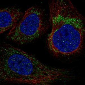 Anti-YARS2 antibody produced in rabbit 
