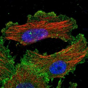 Anti-YES1 antibody produced in rabbit 