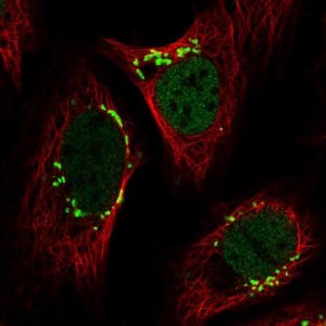 Anti-YIPF3 antibody produced in rabbit 