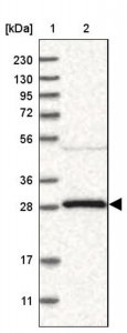 Anti-YWHAG antibody produced in rabbit 