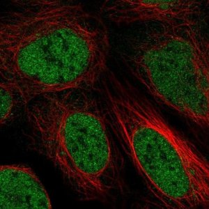 Anti-ZBTB10 antibody produced in rabbit 