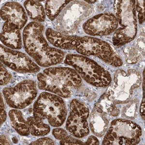Anti-ZBTB9 antibody produced in rabbit 