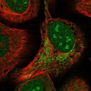 Anti-ZBTB9 antibody produced in rabbit 