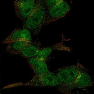 Anti-ZC3H6 antibody produced in rabbit 