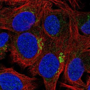 Anti-ZFAND4 antibody produced in rabbit 