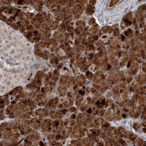 Anti-ZFP14 antibody produced in rabbit 
