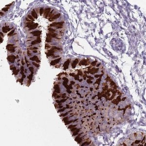 Anti-ZFP2 antibody produced in rabbit 