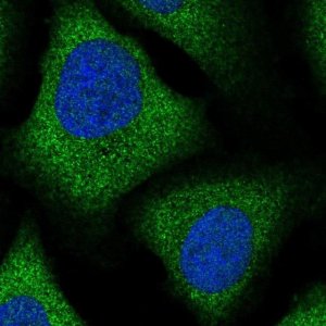 Anti-ZFP30 antibody produced in rabbit 