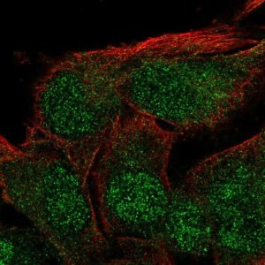 Anti-ZFYVE27 antibody produced in rabbit HPA069876-100UL