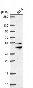 Anti-ZFYVE27 antibody produced in rabbit HPA069876-100UL