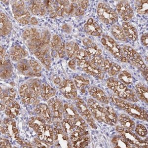 Anti-ZIK1 antibody produced in rabbit 