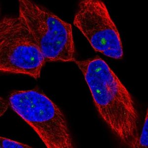 Anti-ZNF136 antibody produced in rabbit 