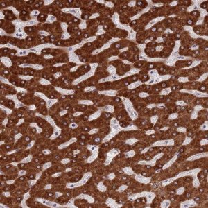 Anti-ZNF140 antibody produced in rabbit 