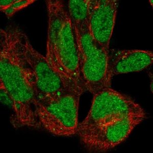 Anti-ZNF143 antibody produced in rabbit 