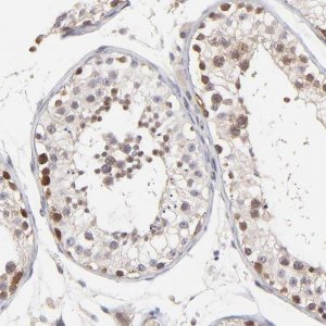 Anti-ZNF177 antibody produced in rabbit 