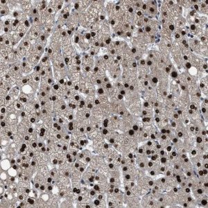 Anti-ZNF20 antibody produced in rabbit 