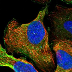 Anti-ZNF227 antibody produced in rabbit 