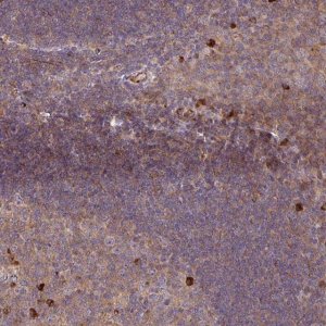 Anti-ZNF266 antibody produced in rabbit 