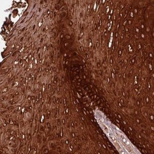 Anti-ZNF286B antibody produced in rabbit 