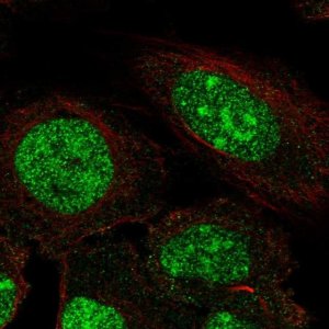 Anti-ZNF300 antibody produced in rabbit 