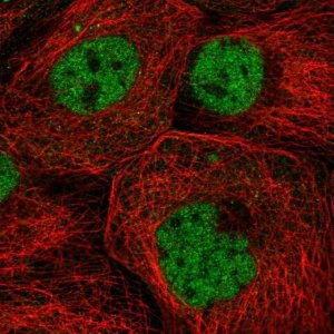 Anti-ZNF317 antibody produced in rabbit 