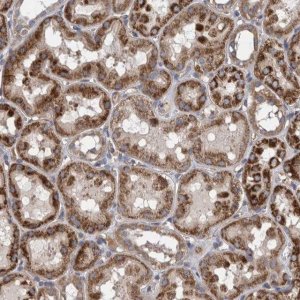 Anti-ZNF324B antibody produced in rabbit 