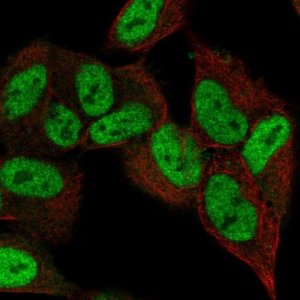 Anti-ZNF333 antibody produced in rabbit 
