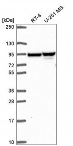 Anti-ZNF341 antibody produced in rabbit 