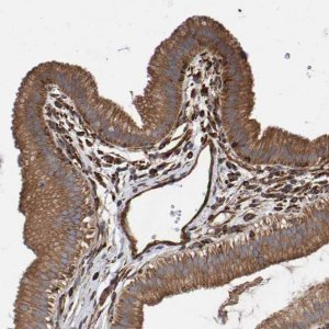 Anti-ZNF347 antibody produced in rabbit 