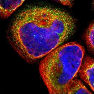 Anti-ZNF410 antibody produced in rabbit HPA002871-100UL