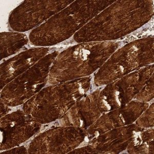 Anti-ZNF417 antibody produced in rabbit HPA042125-100UL