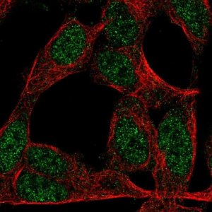 Anti-ZNF423 antibody produced in rabbit 
